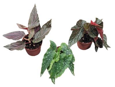 Harmony Hybrid Angel Wing Begonia